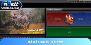 Đá gà m8winvip.com