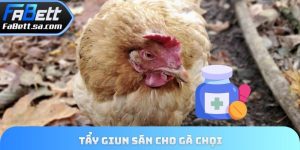 Tẩy giun sán cho gài chọi